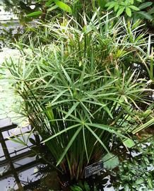   Cyperus textilis , emersed; photo: S.L. Winterton 