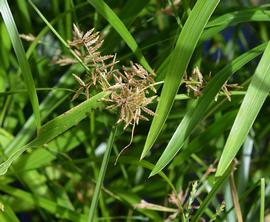   Cyperus textilis  inflorescence (spikelets); photo: S.L. Winterton 