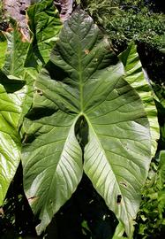   Cyrtosperma johnstonii  leaf; photo: S.L. Winterton 