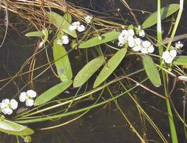   Damasonium californicum , floating and emersed; photo: S.L. Winterton 