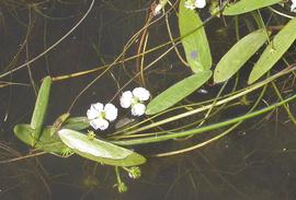   Damasonium   californicum , emergent, prostrate, Sierra Nevada, California; photo: S.L. Winterton 