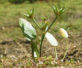   Damasonium alisma  leaves and fruits; photo © David Ferguson, British Wildflowers 