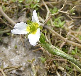   Damasonium alisma  flower; photo © David Ferguson, British Wildflowers 