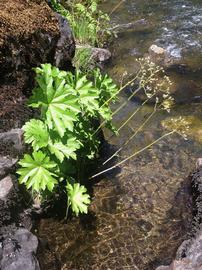   Darmera peltata , emersed; photo: S.L. Winterton 