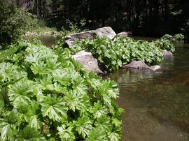   Darmera peltata , emersed; photo: S.L. Winterton 