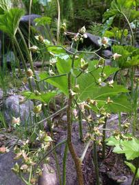   Darmera peltata  inflorescence; photo: S.L. Winterton 