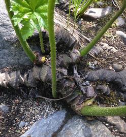  Darmera peltata  rhizome; photo: S.L. Winterton