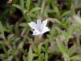   Dentella dioeca  flower; photo: S.L. Winterton 