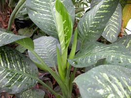   Dieffenbachia  sp. leaves; photo: S.L. Winterton 