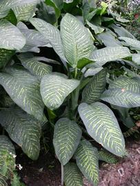   Dieffenbachia seguine ; photo: S.L. Winterton 