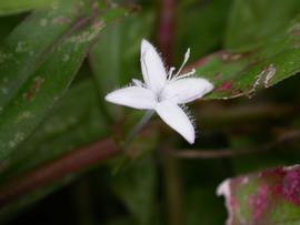   Diodia virginiana  flower; photo: S.L. Winterton 