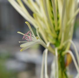   Dracaena sanderiana  flower; photo: S.L. Winterton 