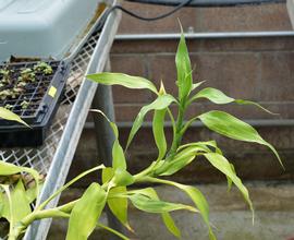   Dracaena sanderiana , emersed; photo: S.L. Winterton 