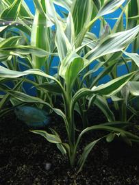   Dracaena sanderiana  variegated, submersed; photo: S.L. Winterton 