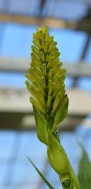   Dracaena sanderiana  inflorescence; photo: S.L. Winterton 