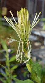   Dracaena sanderiana  inflorescence; photo: S.L. Winterton 