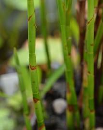   Dulichium arundinaceum  lower leaves appearing as sheaths; photo: S.L. Winterton 