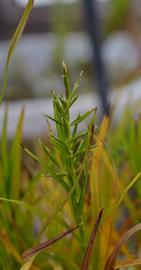   Dulichium arundinaceum  spikelets; photo: S.L. Winterton 