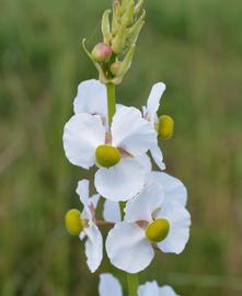   Echinodorus  sp. flower; photo: S.L. Winterton 