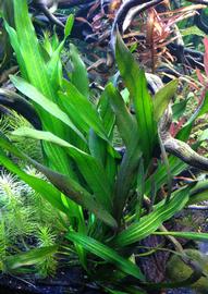   Echinodorus  sp. ,  submersed; photo: S.L. Winterton 