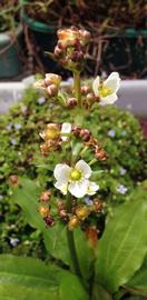   Echinodorus  sp. inflorescence; photo: S.L. Winterton 