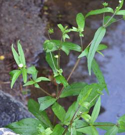   Eclipta  sp., emersed; photo: S.L. Winterton 