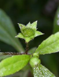   Eclipta  sp. phyllaries; photo: S.L. Winterton 