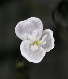   Egeria najas  flower; photo: S.L. Winterton 