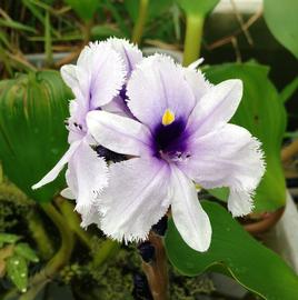   Eichhornia azurea  flower; photo: S.L. Winterton 