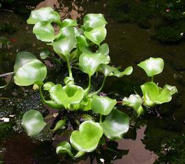   Eichhornia crassipes,  emersed; photo: S.L. Winterton 