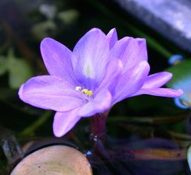   Eichhornia diversifolia  flower; photo: S.L. Winterton 