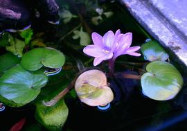   Eichhornia diversifolia,  emersed flower and floating leaves; photo: S.L. Winterton 