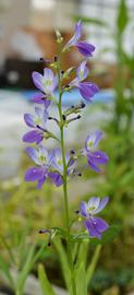   Eichhornia paniculata  inflorescence; photo: S.L. Winterton 