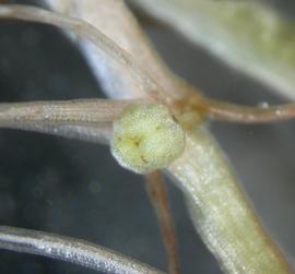   Elatine gratioloides , submerged flower; photo: S.L. Winterton 