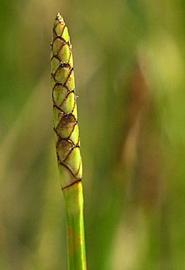   Eleocharis quadrimaculata  spike; photo © C.S. Lewallen 