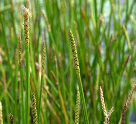   Eleocharis quadrimaculata , emersed; photo © C.S. Lewallen 