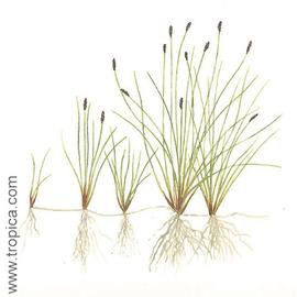   Eleocharis acicularis ; drawing © Tropica 