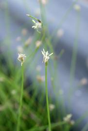   Eleocharis caespitosissima  inflorescence; photo: S.L. Winterton 