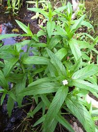   Epilobium ciliatum , emersed; photo: S.L. Winterton 