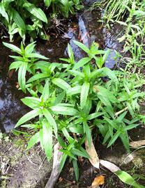   Epilobium ciliatum , emersed; photo: S.L. Winterton 