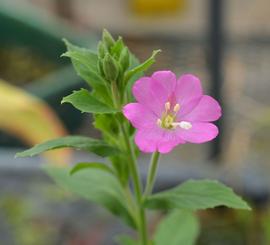   Epilobium hirsutum  flower; photo: S.L. Winterton 