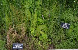   Equisetum arvense  and  Equisetum hyemale ; photo: S.L. Winterton 