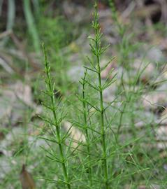   Equisetum  sp.; photo: S.L. Winterton 