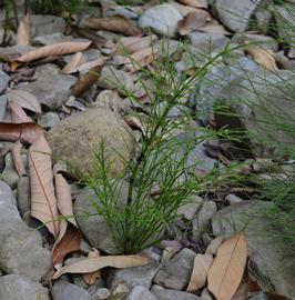   Equisetum  sp.; photo: S.L. Winterton 