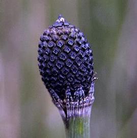   Equisetum hyemale  cone; photo © C.S. Lewallen 