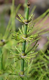   Equisetum  sp. stem; photo: S.L. Winterton 