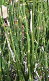   Equisetum hyemale ; photo: S.L. Winterton 