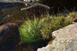   Eriocaulon  sp., emersed; photo: S.L. Winterton 