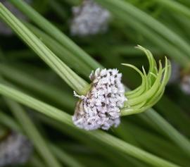   Eriocaulon compressum  flower head; photo: S.L. Winterton 