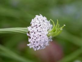   Eriocaulon compressum  flower head; photo: S.L. Winterton 